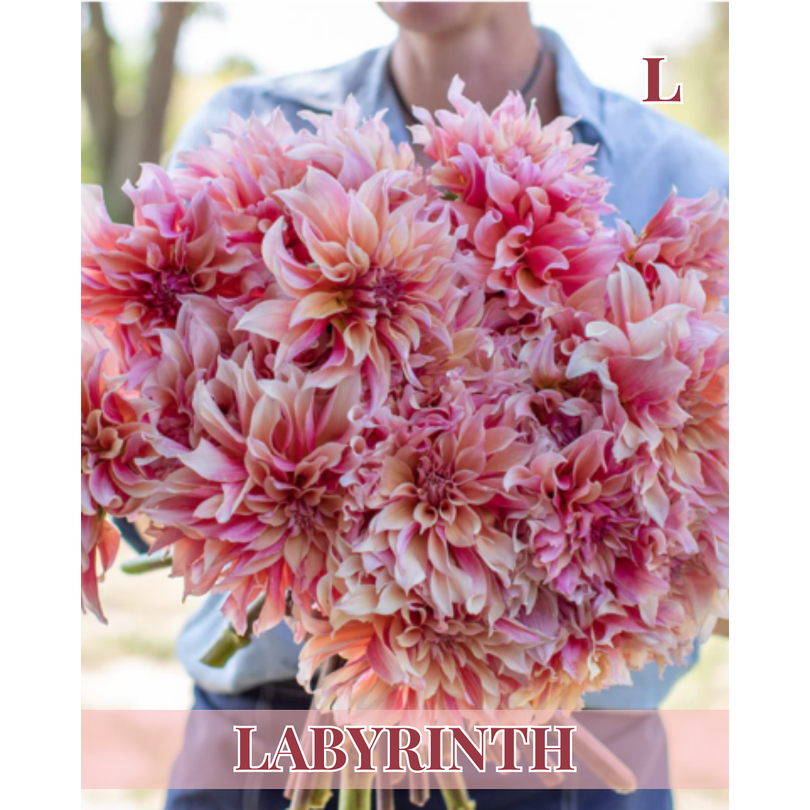 Raiz tuberosa de dalia Labyrinth 1