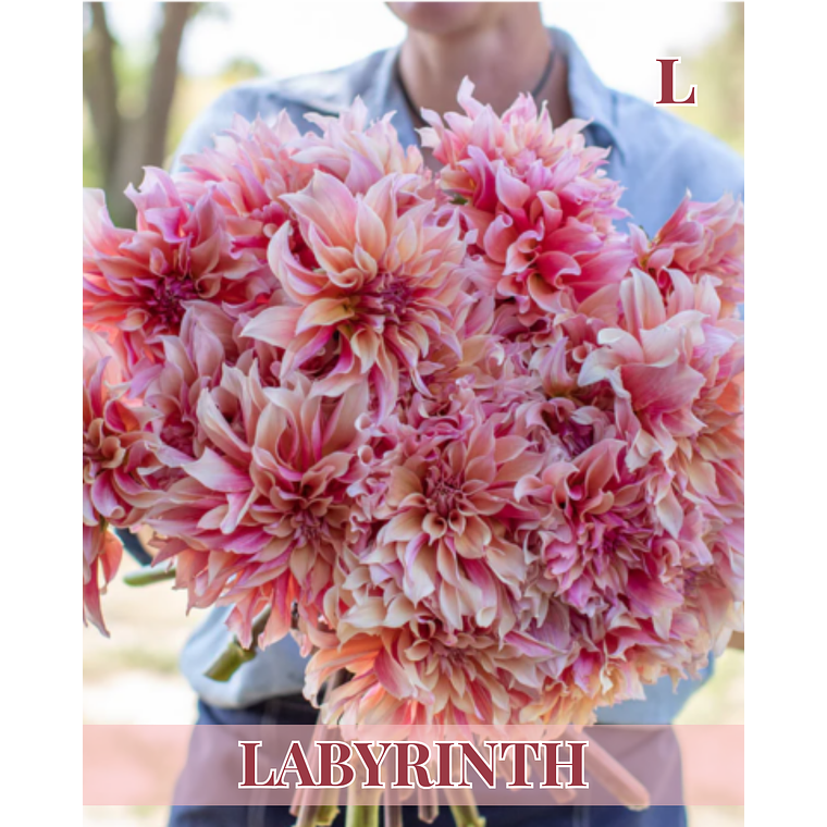 Raiz tuberosa de dalia Labyrinth 1