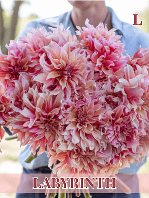 PRE VENTA!! Raíz tuberosa de dalia Labyrinth