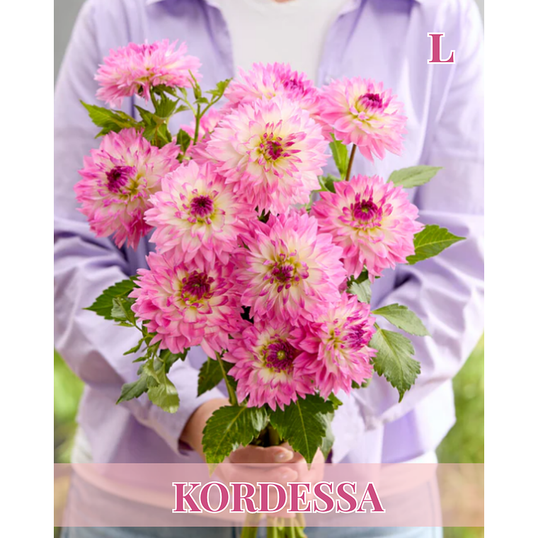 Raíz tuberosa de dalia Kordessa 1