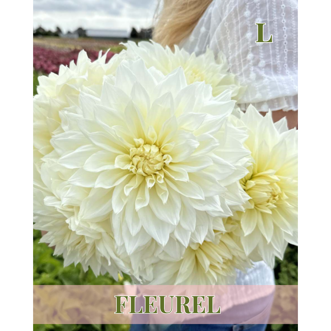 Raíz tuberosa de dalia Fleurel 1