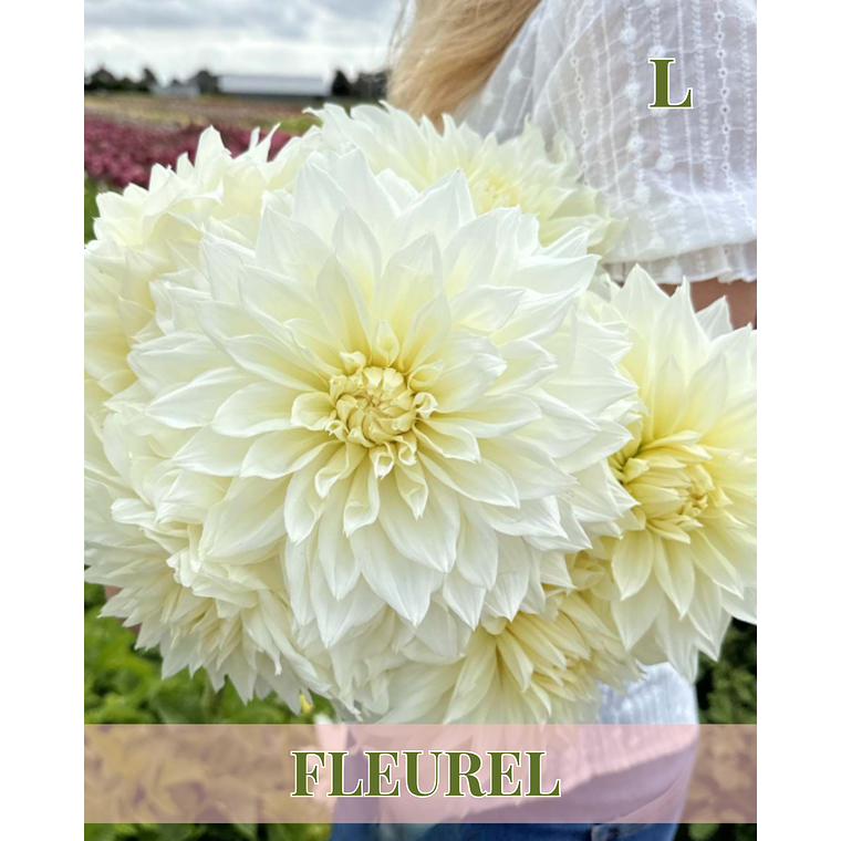 Raíz tuberosa de dalia Fleurel 1