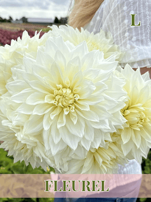 PRE VENTA!! Raíz tuberosa de dalia Fleurel