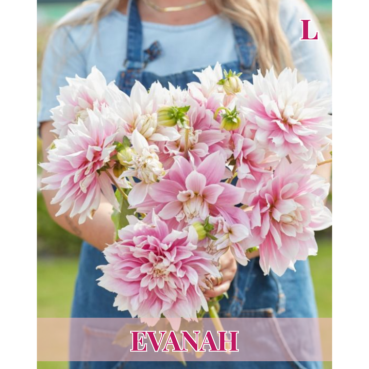 Raíz tuberosa de dalia Evanah 1