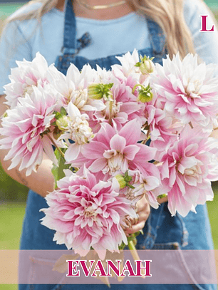 PRE VENTA!! Raíz tuberosa de dalia Evanah