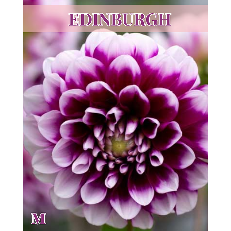 Raíz tuberosa de dalia Edinburgh 1