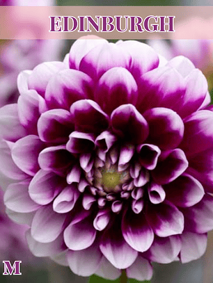 PRE VENTA!! Raíz tuberosa de dalia Edinburgh