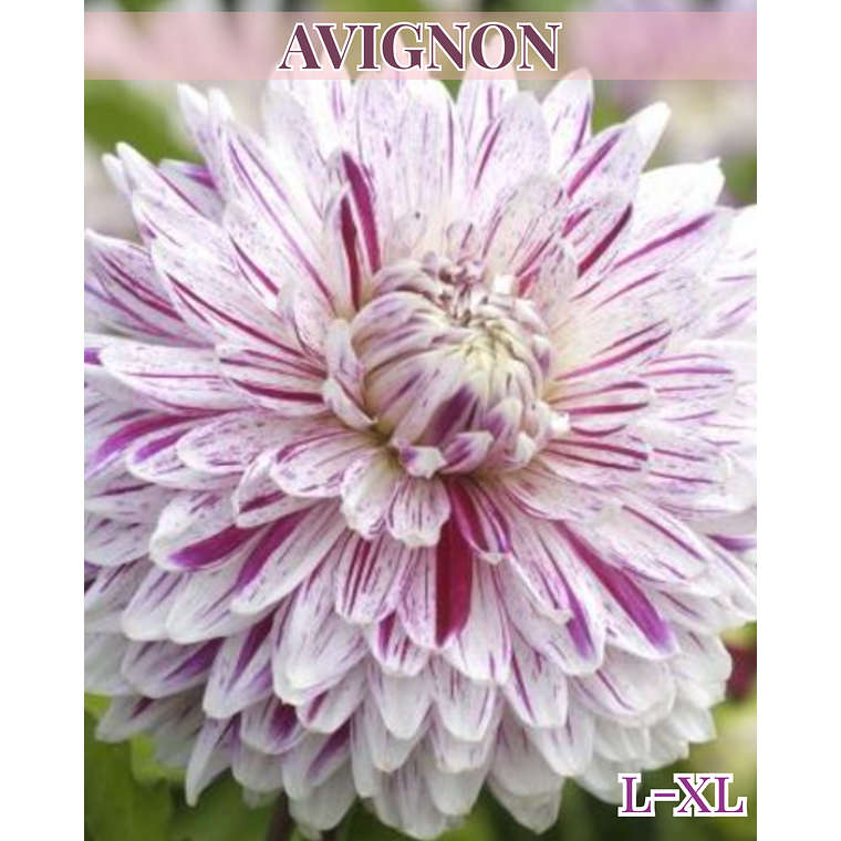 Raíz tuberosa de dalia Avignon 1