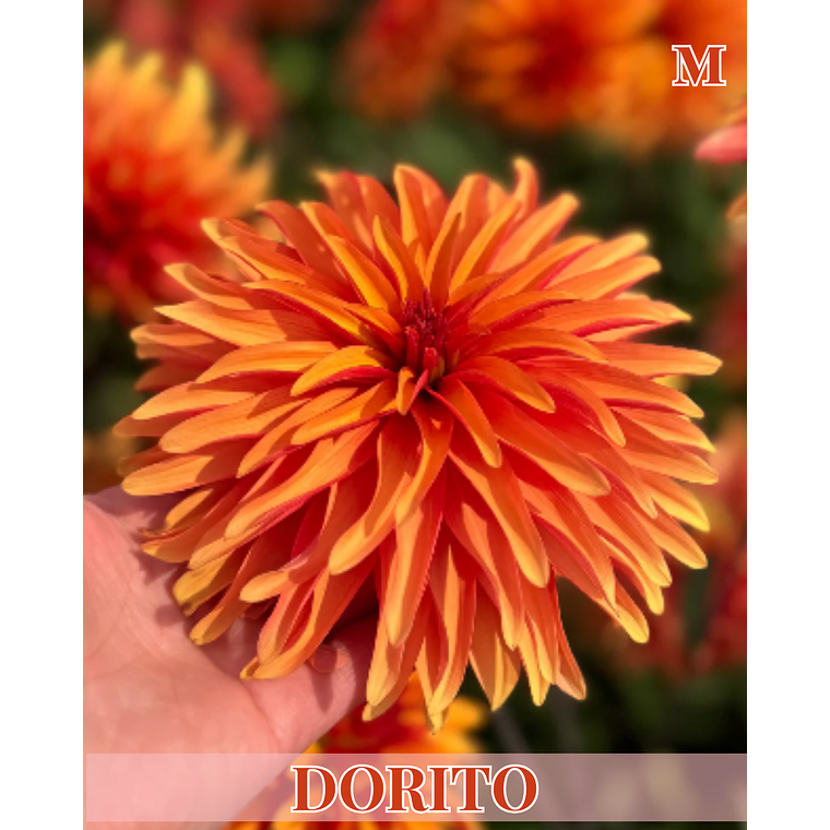 Raiz tuberosa de dalia Dorito 1