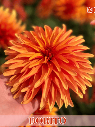 PRE VENTA!! Raiz tuberosa de dalia Dorito