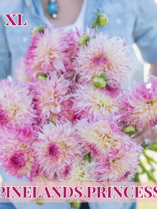 PRE VENTA!! Raíz tuberosa de dalia Pinelands Princess