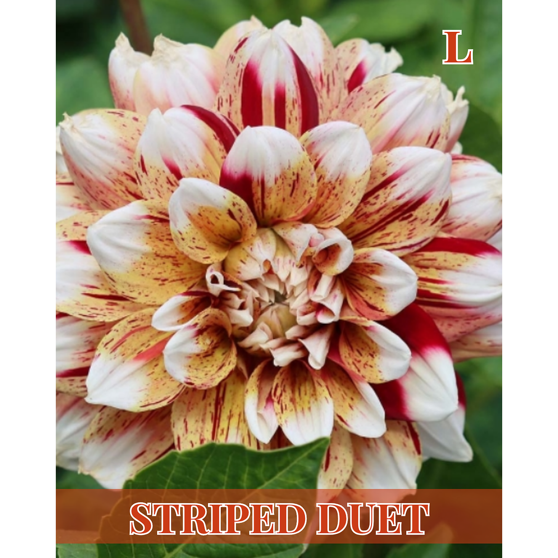 Raíz tuberosa de dalia Striped Duet 1