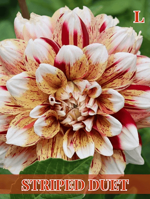 PRE VENTA!! Raíz tuberosa de dalia Striped Duet