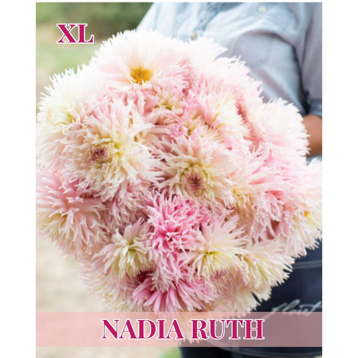 Raíz tuberosa de dalia Nadia Ruth 1