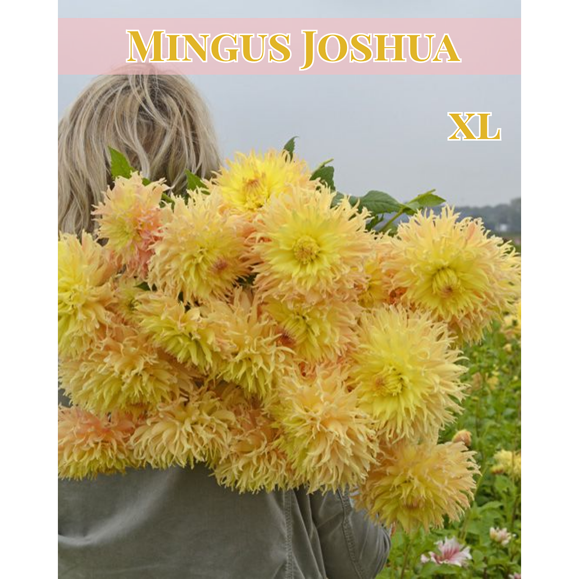 Raíz tuberosa de dalia Mingus Joshua 1