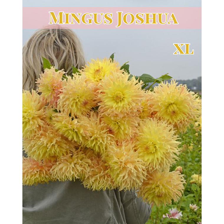 Raíz tuberosa de dalia Mingus Joshua 1