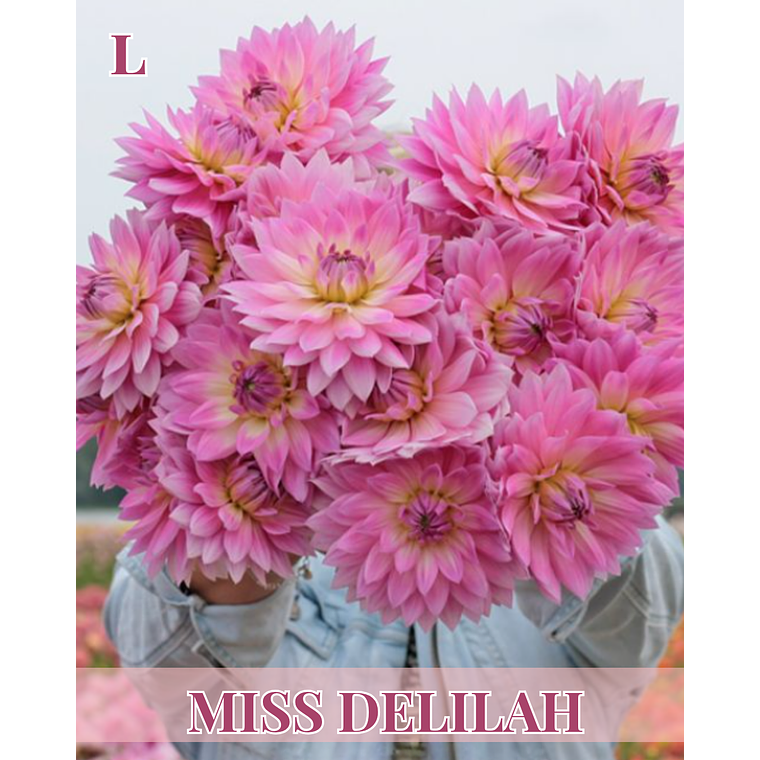 Raíz tuberosa de dalia Miss Delilah 1