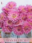 Dalias