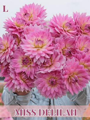 PRE VENTA!! Raíz tuberosa de dalia Miss Delilah