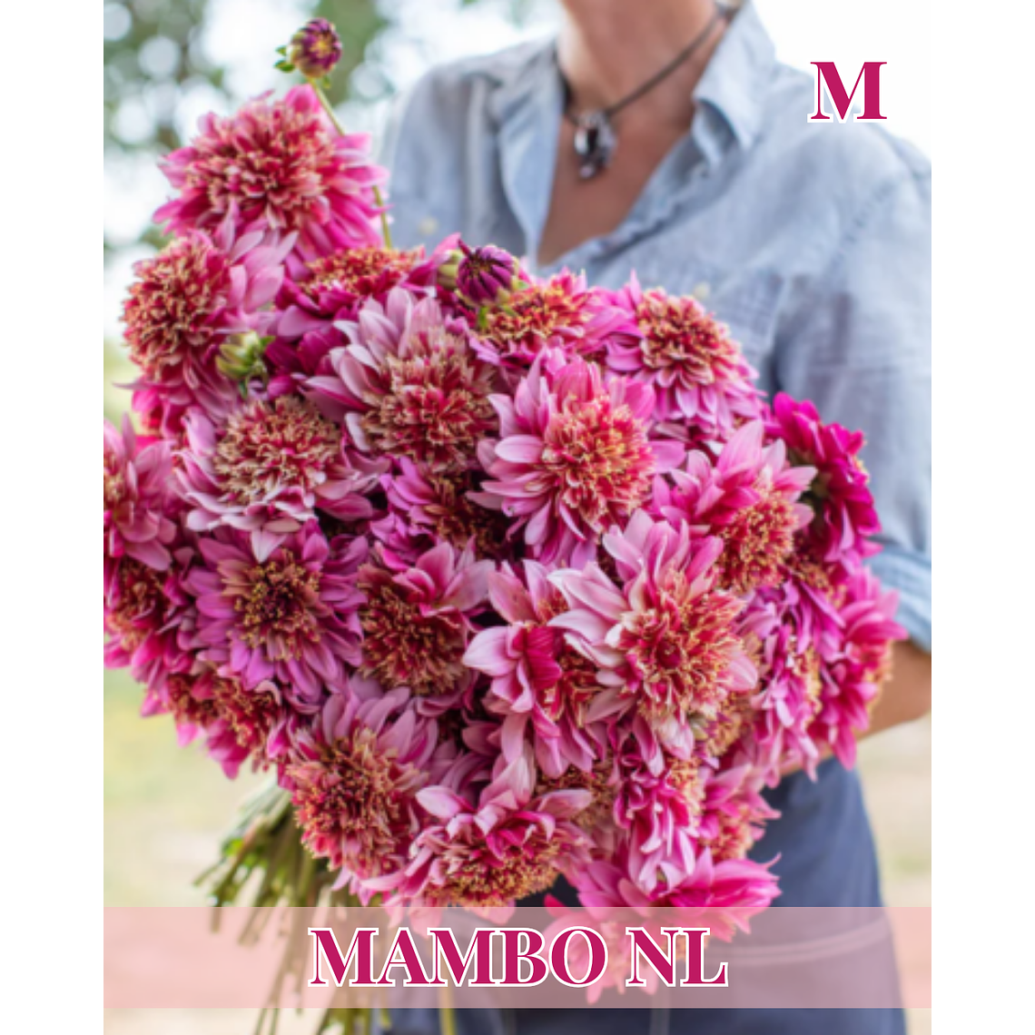 Raíz tuberosa de dalia Mambo NL 1