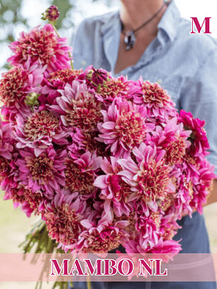 PRE VENTA!! Raíz tuberosa de dalia Mambo NL