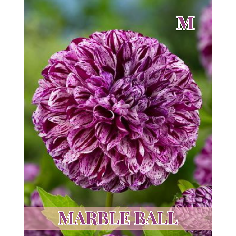 Raíz tuberosa de dalia Marble Ball 1