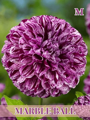 PRE VENTA!! Raíz tuberosa de dalia Marble Ball