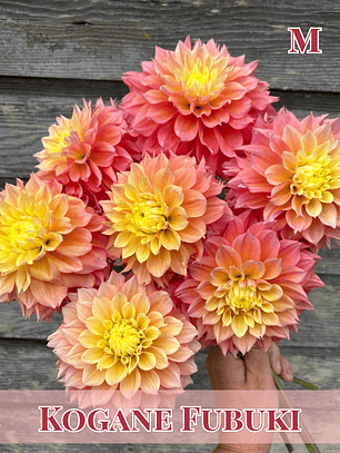 PRE VENTA!! Raíz tuberosa de dalia Kogane Fubuki