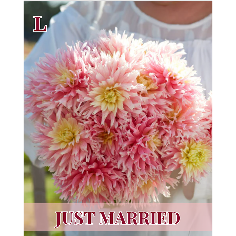 Raíz tuberosa de dalia Just Married 1