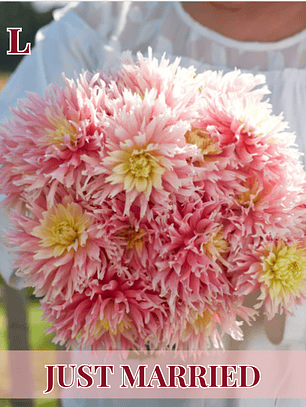 PRE VENTA!! Raízz tuberosa de dalia Just Married