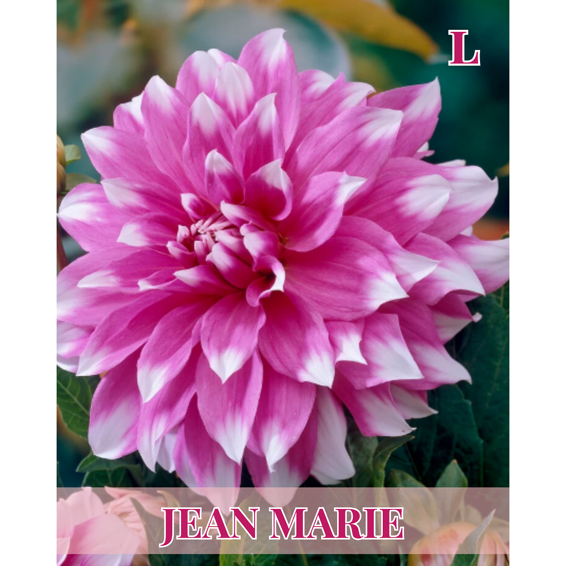 Raíz tuberosa de dalia Jean Marie 1