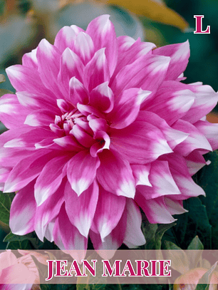 PRE VENTA!!! Raíz tuberosa de dalia Jean Marie