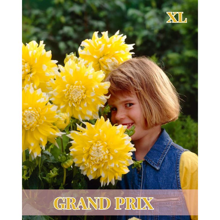 Raíz tuberosa de dalia Grand Prix 1