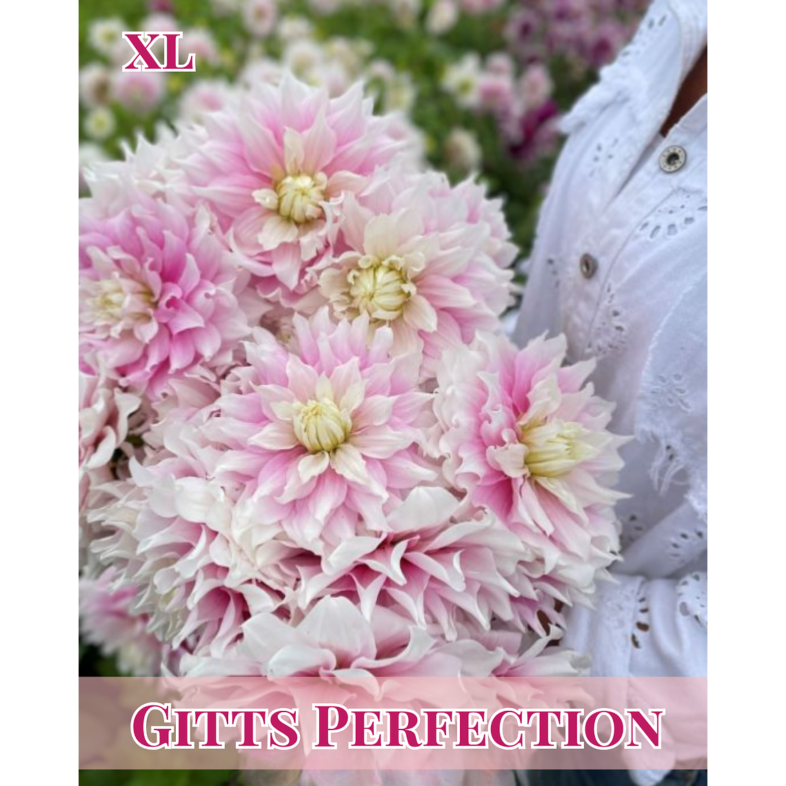 Raíz tuberosa de dalia Gitts Perfection 1