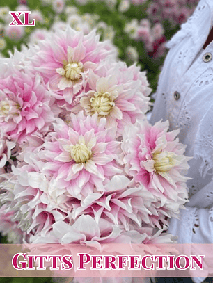 PRE VENTA!! Raíz tuberosa de dalia Gitts Perfection