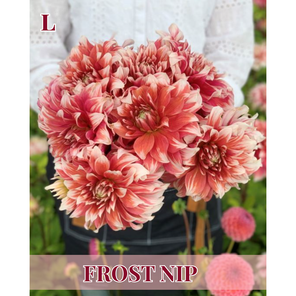 Raíz tuberosa de dalia Frost Nip 1