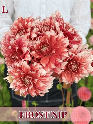 PRE VENTA!! Raíz tuberosa de dalia Frost Nip