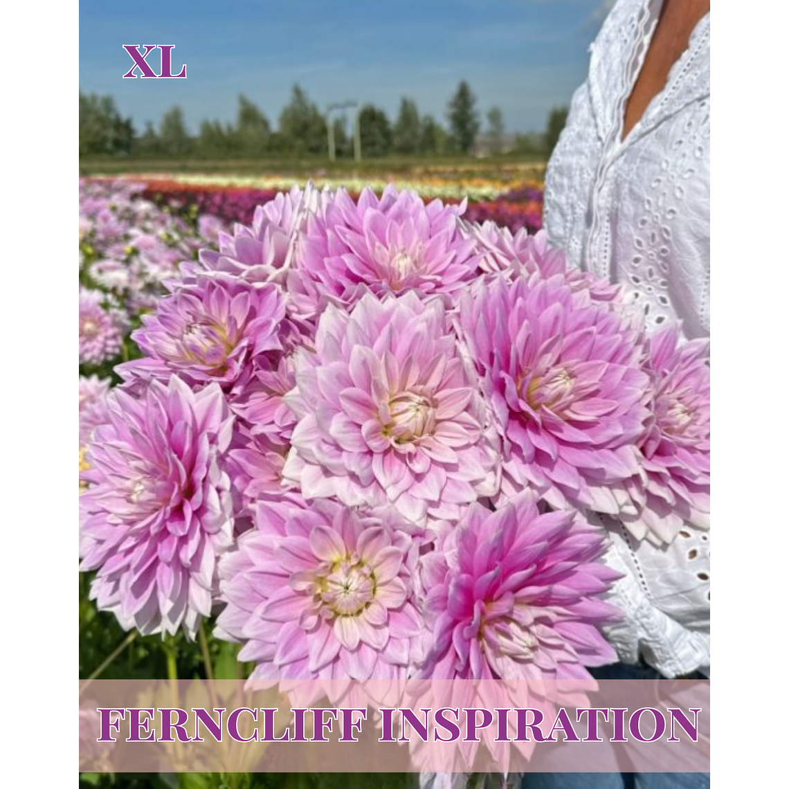 Raiz tuberosa de dalia Ferncliff Illusion 1