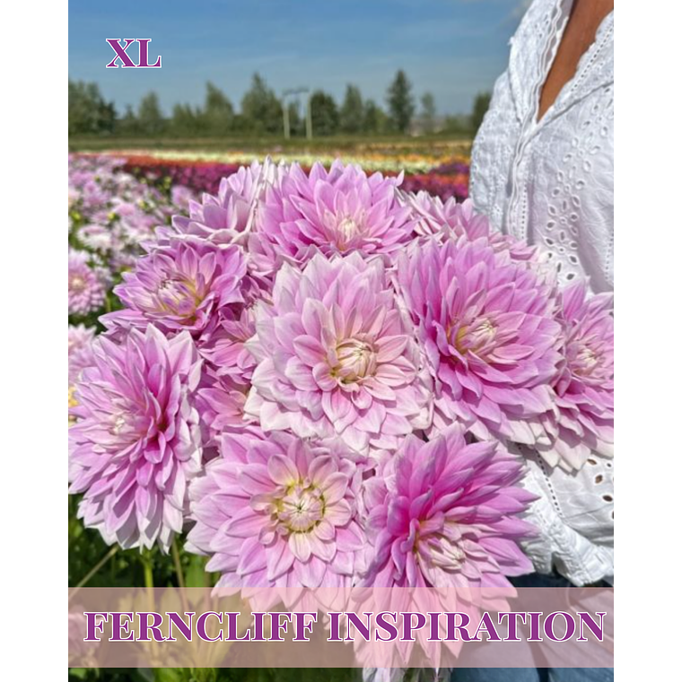 Raiz tuberosa de dalia Ferncliff Illusion 1