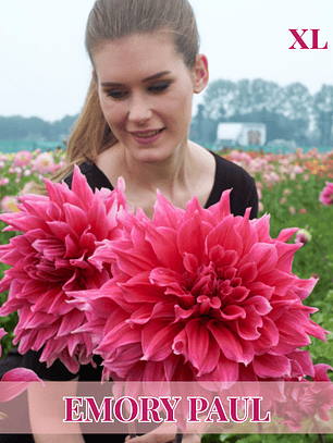 PRE VENTA!! Raiz tuberosa de dalia Emory Paul