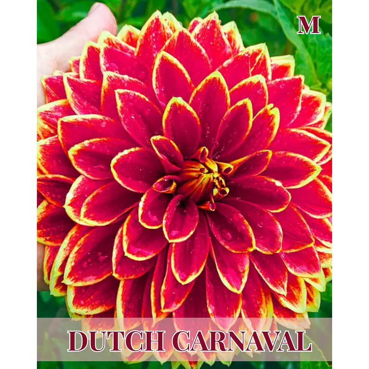 Raiz tuberosa de dalia Dutch Carnaval 1