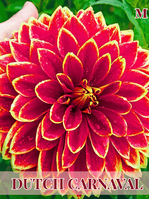 PRE VENTA!! Raiz tuberosa de dalia Dutch Carnaval