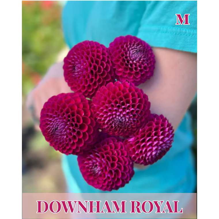 Raíz tuberosa de dalia Downham Royal 1