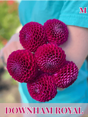 PRE VENTA!! Raíz tuberosa de dalia Downham Royal