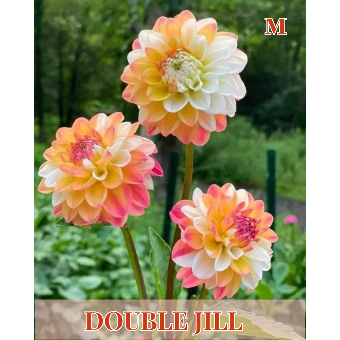 Raiz tuberosa de dalia Double Jill 1