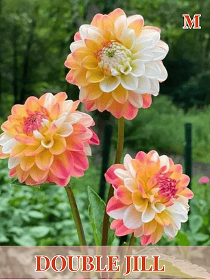 PRE VENTA!! Raiz tuberosa de dalia Double Jill