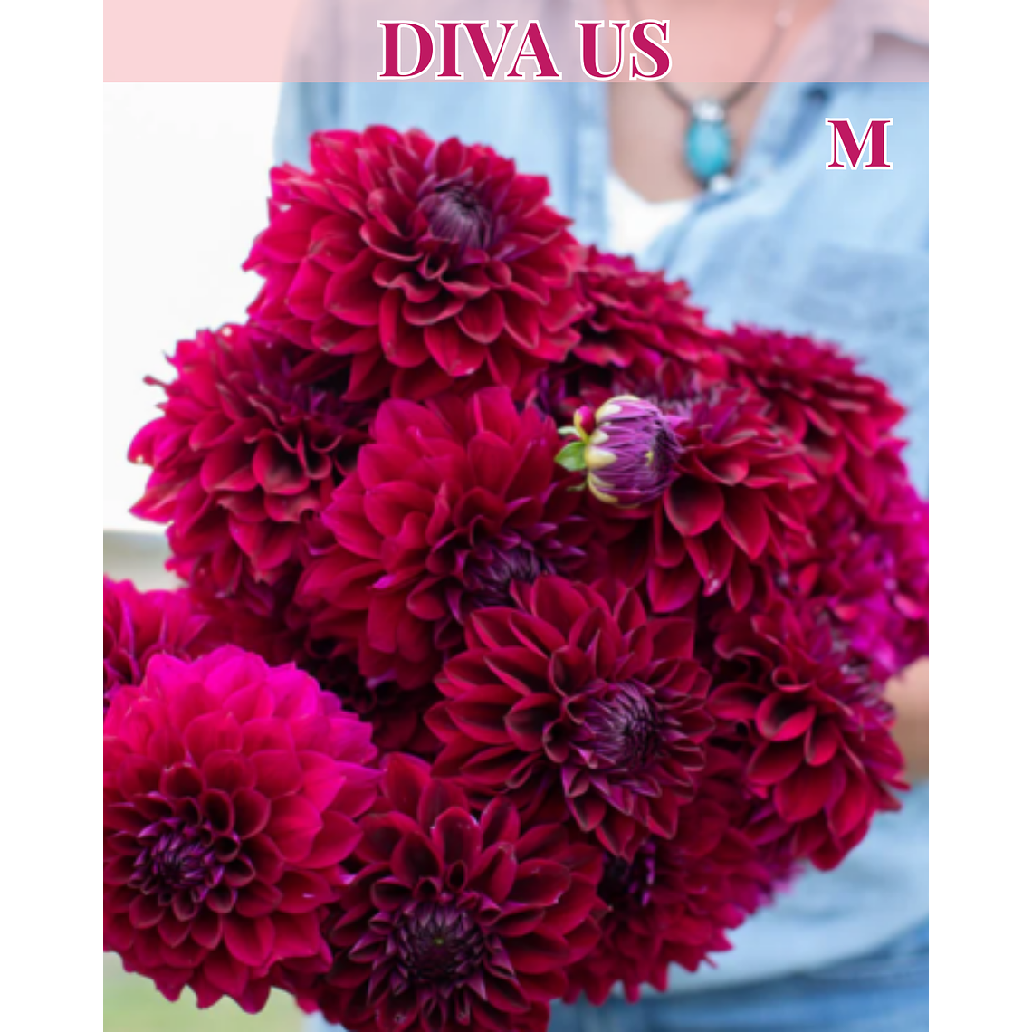 Raíz tuberosa de dalia Diva US 1