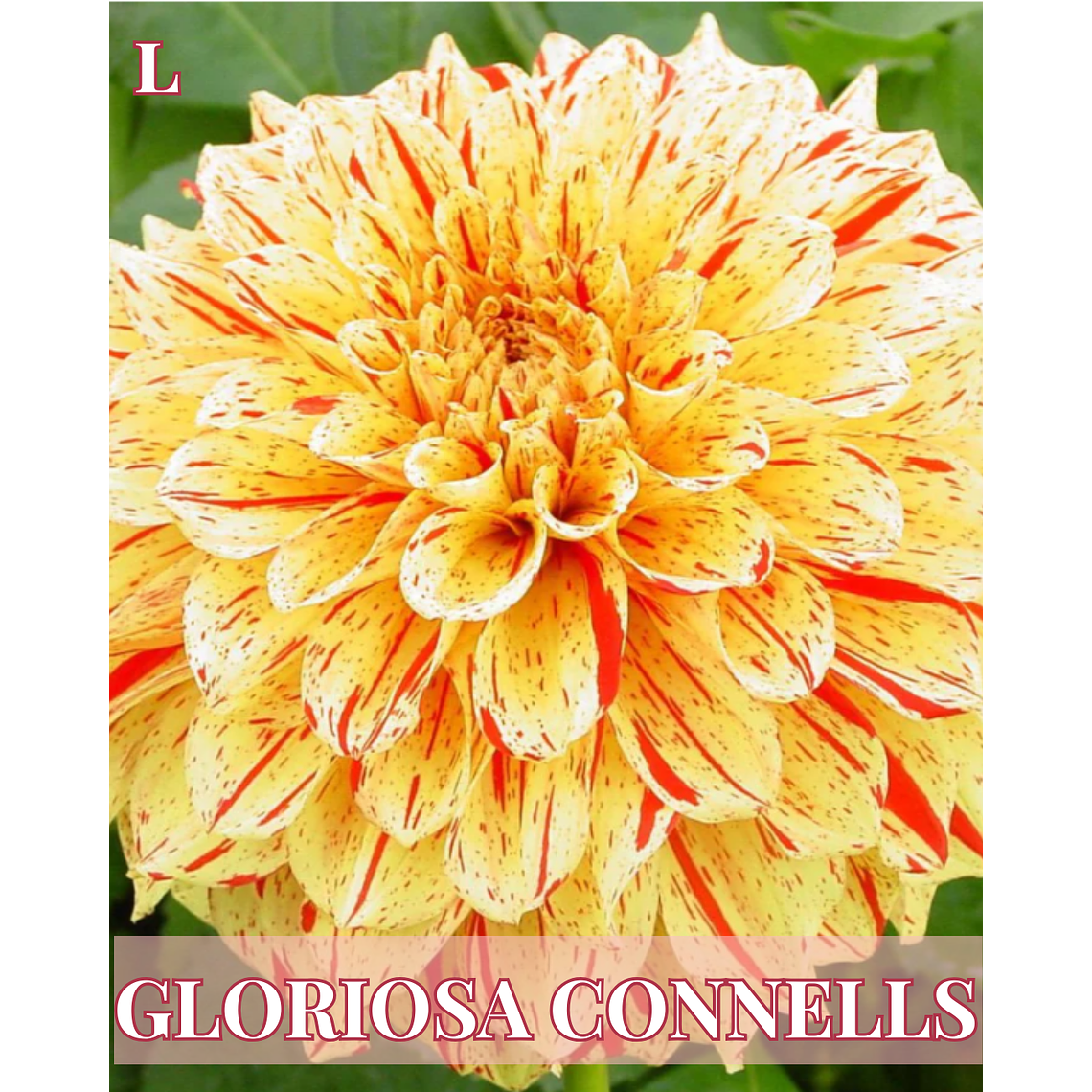 Raíz tuberosa de dalia Connells Gloriosa 1