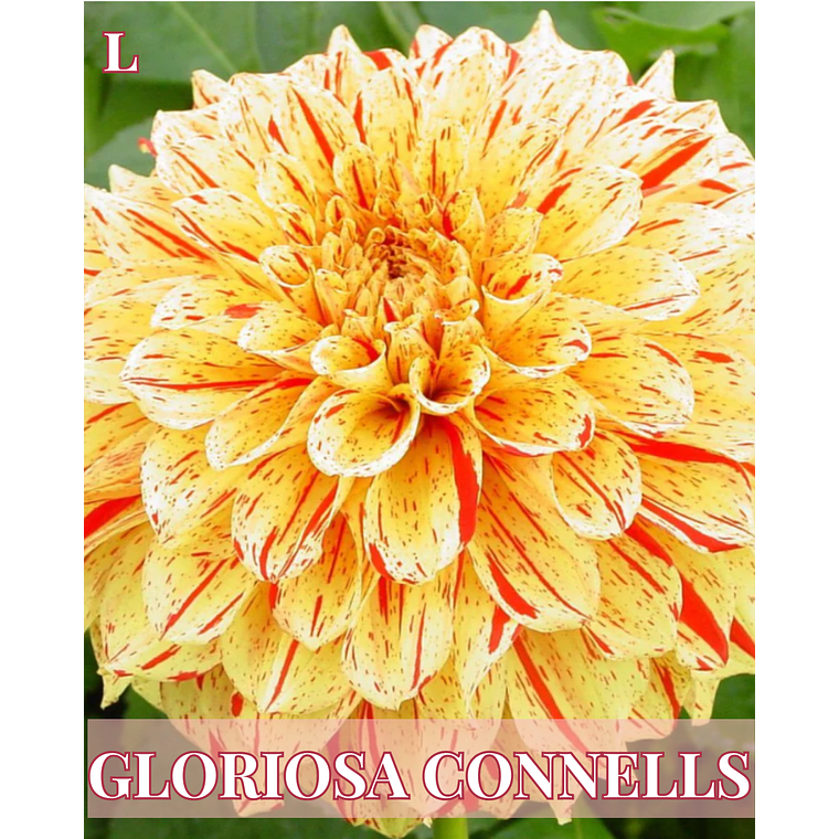 Raíz tuberosa de dalia Connells Gloriosa 1