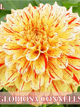 PRE VENTA!! Raíz tuberosa de dalia Connells Gloriosa